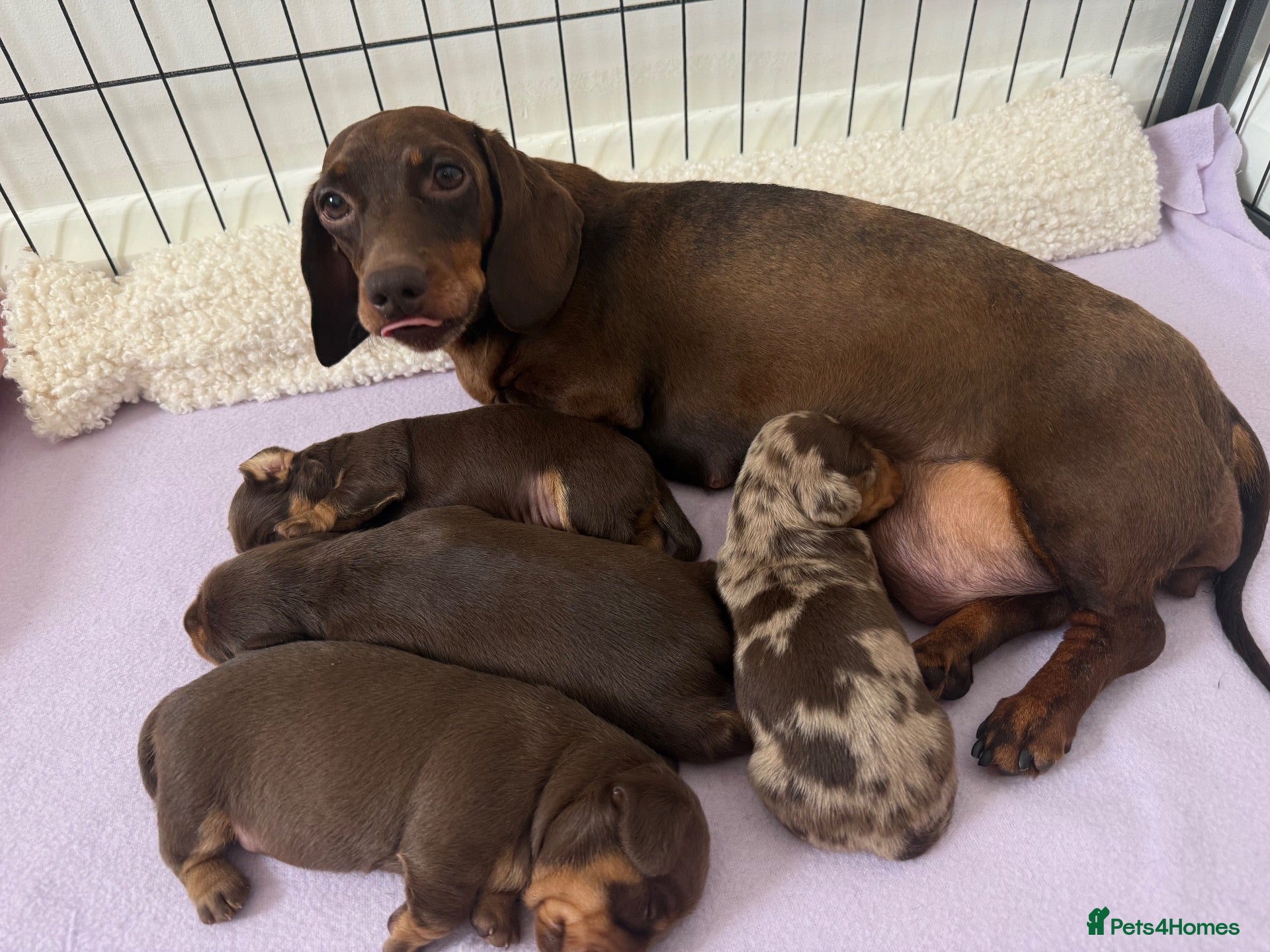 Miniature Dachshund dogs PERFECT LITTER OF MINIATURE DACHSHUNDS - Advert 1