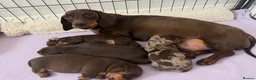 Miniature Dachshund dogs for sale: PERFECT LITTER OF MINIATURE DACHSHUNDS - Advert 3