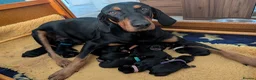 Mixed Breed dogs for sale: Lithuanian Hound puppies looking forever home in Peterborough - Advert 1