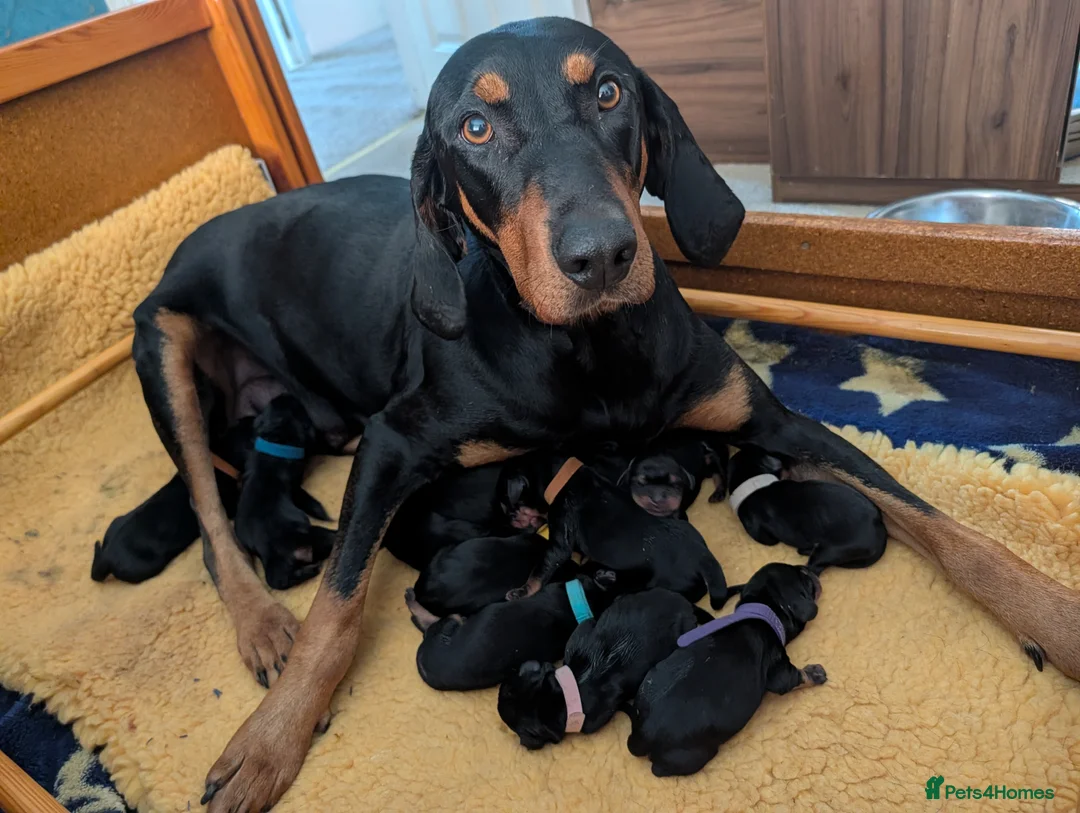 Mixed Breed dogs for sale: Lithuanian Hound puppies looking forever home in Peterborough - Advert 1