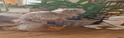 Exotic cats for sale: Persian exotic kittens - Advert 6