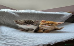 Mixed Breed cats for sale: Adorable Tabby Kittens 🐾 - Image 8