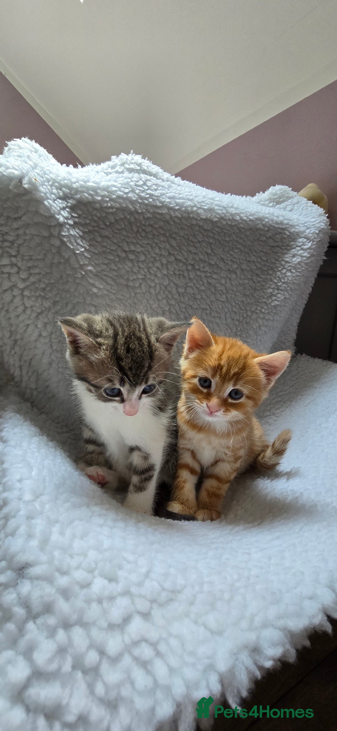 Mixed Breed cats for sale: Adorable Tabby Kittens 🐾 - Image 8
