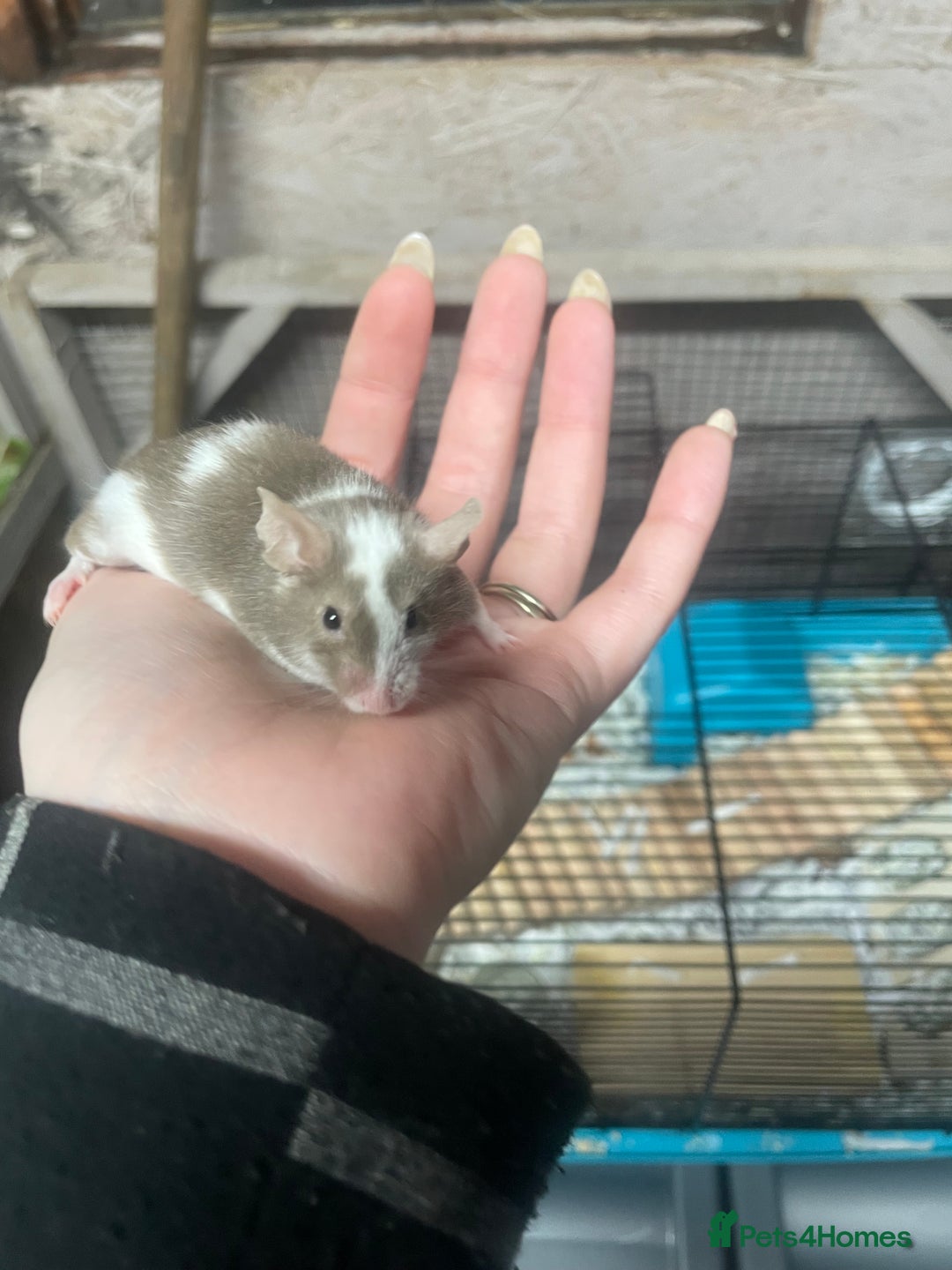 Mouse rodents for sale: Male mice for re-homing - Advert 8