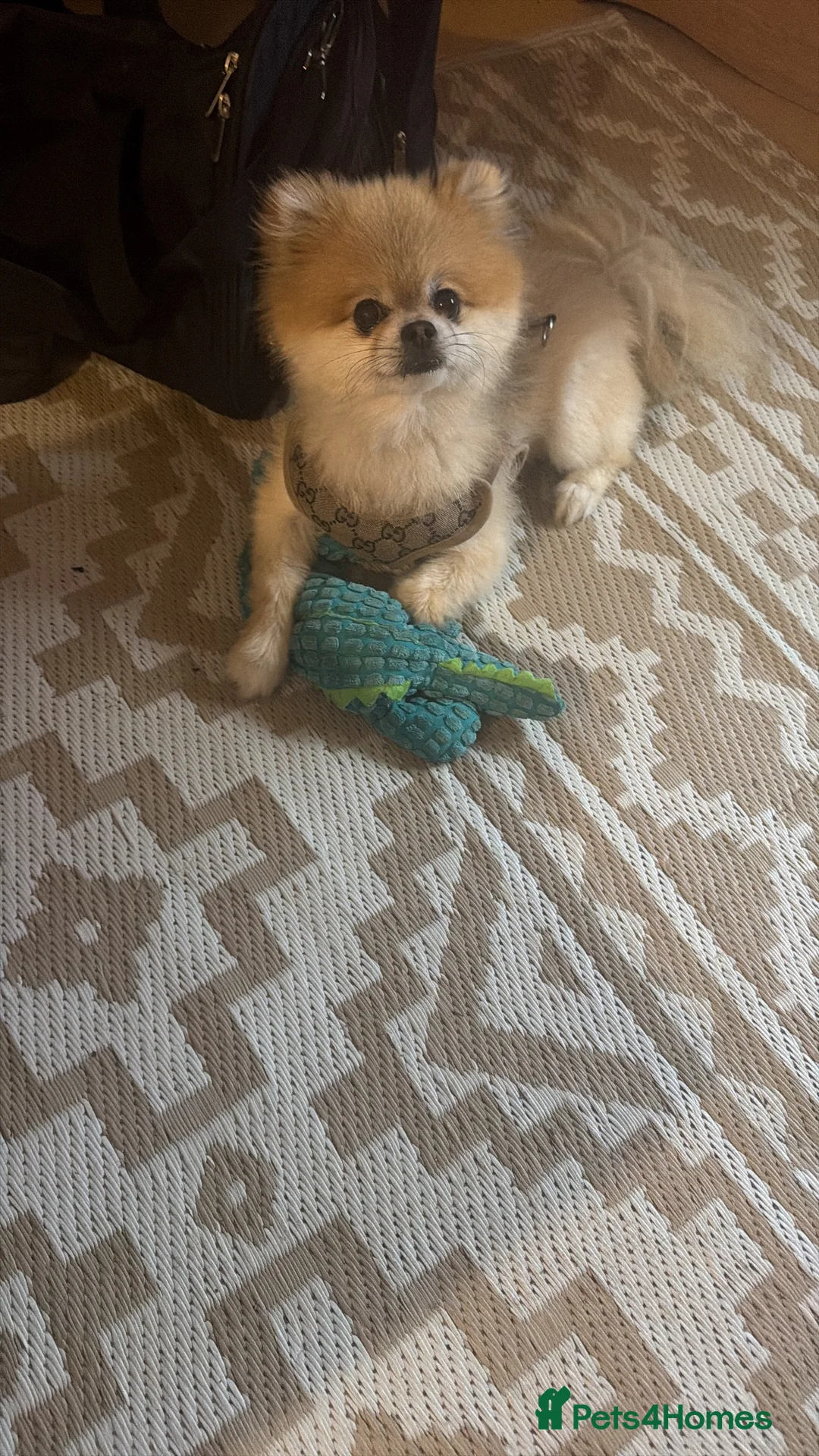 Pomeranian dogs for sale: Pomeranion in London - Advert 2