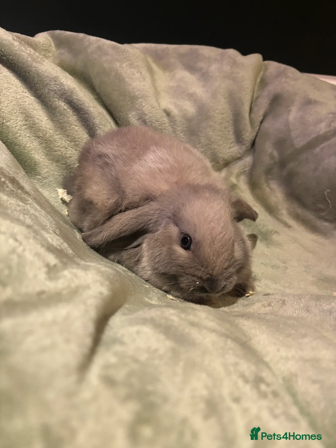 Mini Lop rabbits for sale: beautiful purebred white male mini lops  - Advert 14