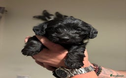 Doxiepoo dogs for sale: Doxiepoo f1 - Image 9