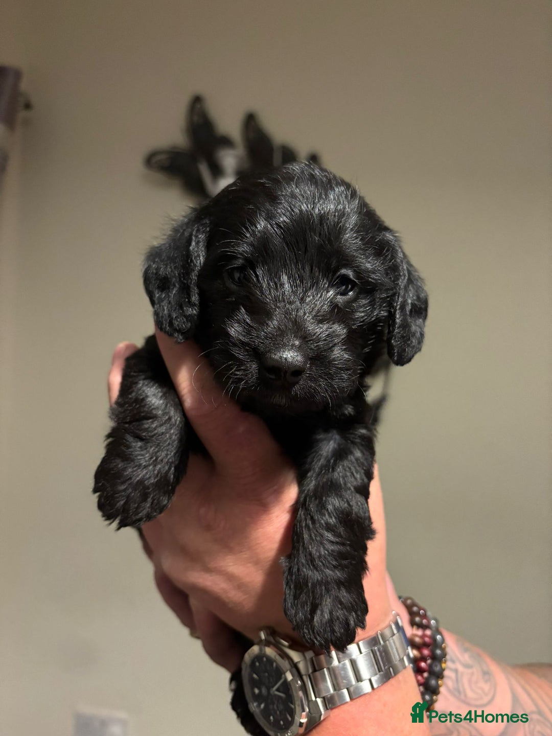 Doxiepoo dogs for sale: Doxiepoo f1 - Image 9