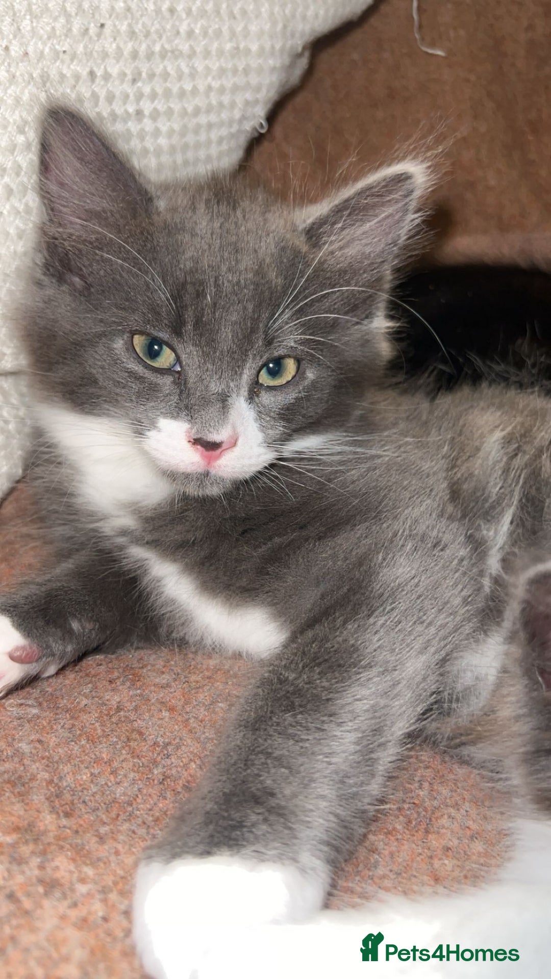 Domestic Shorthair cats for sale: Kittens for sale urgent - Advert 7