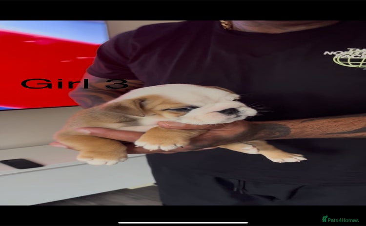 English Bulldog dogs - Advert 3