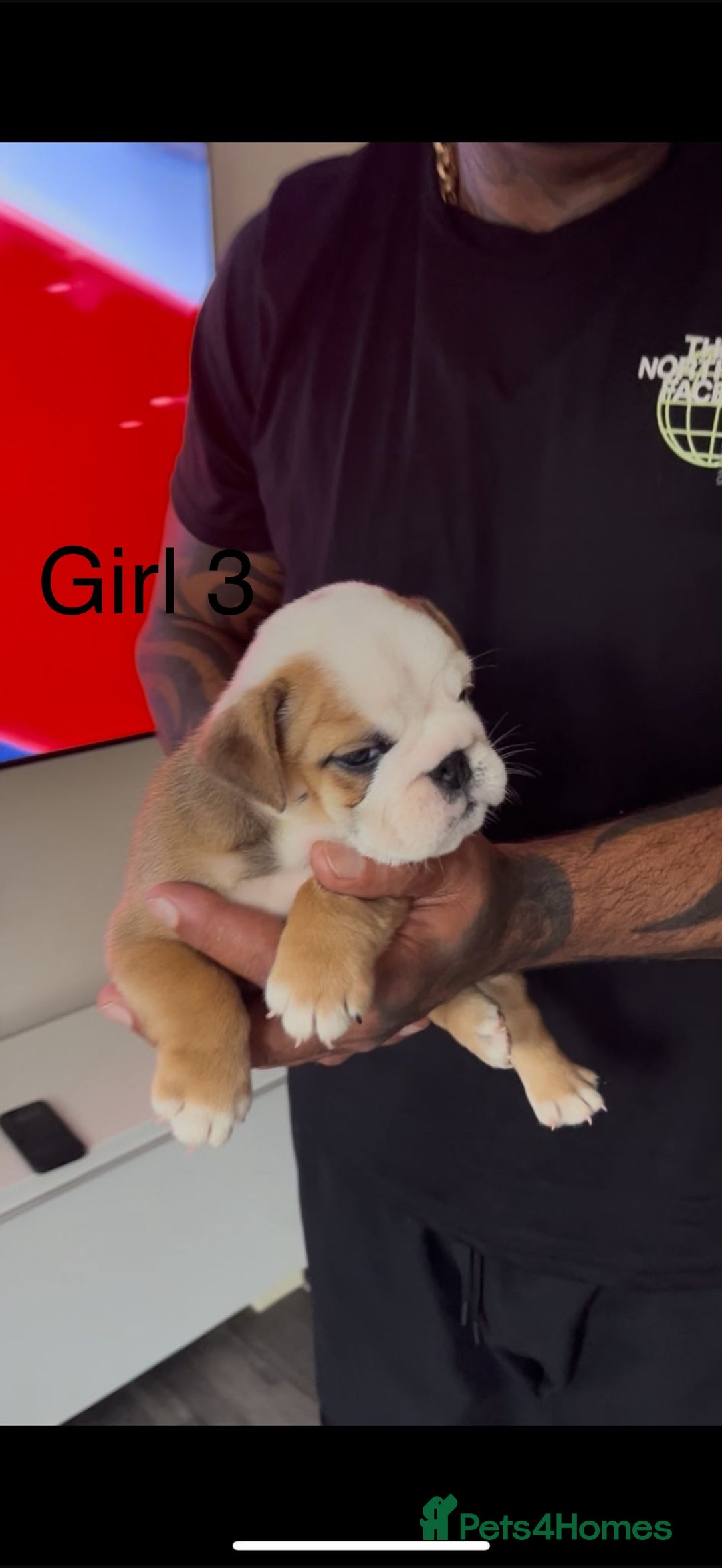 English Bulldog dogs for sale: KC Reg Traditional English Bulldog puppies - Image 11