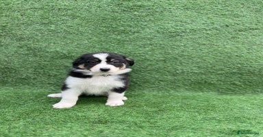 Australian Shepherd dogs - Advert 9