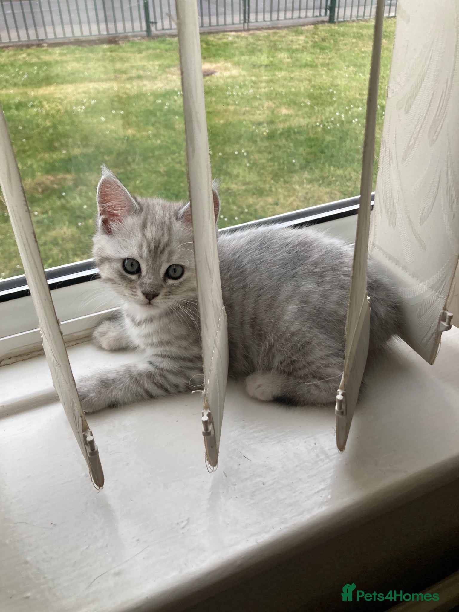 Mixed Breed cats for sale: Julie in Pontefract - Advert 3