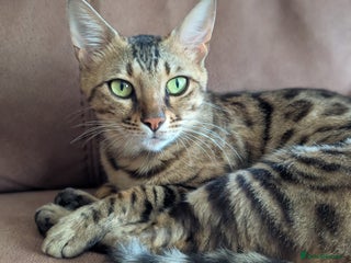 Bengal cats Bengal x - Advert 10