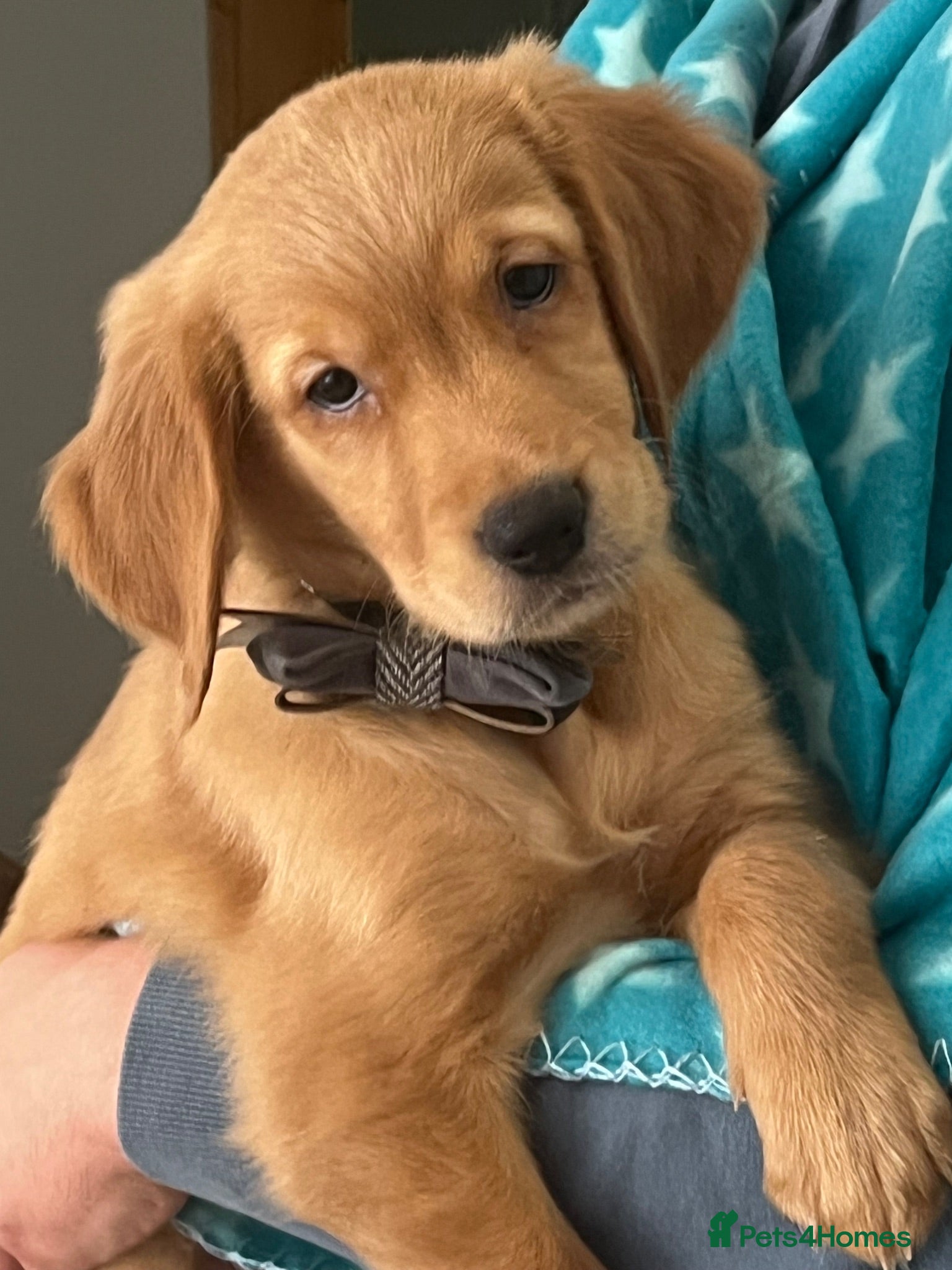 Golden Retriever dogs KC Fox Red Golden Retriever Puppies  - Advert 1