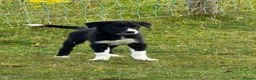Border Collie dogs for sale: Working Collies - Advert 10
