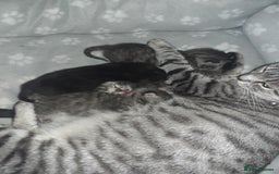 Bengal cats for sale: 4 tabby kittens ready from 20th September  - Image 13