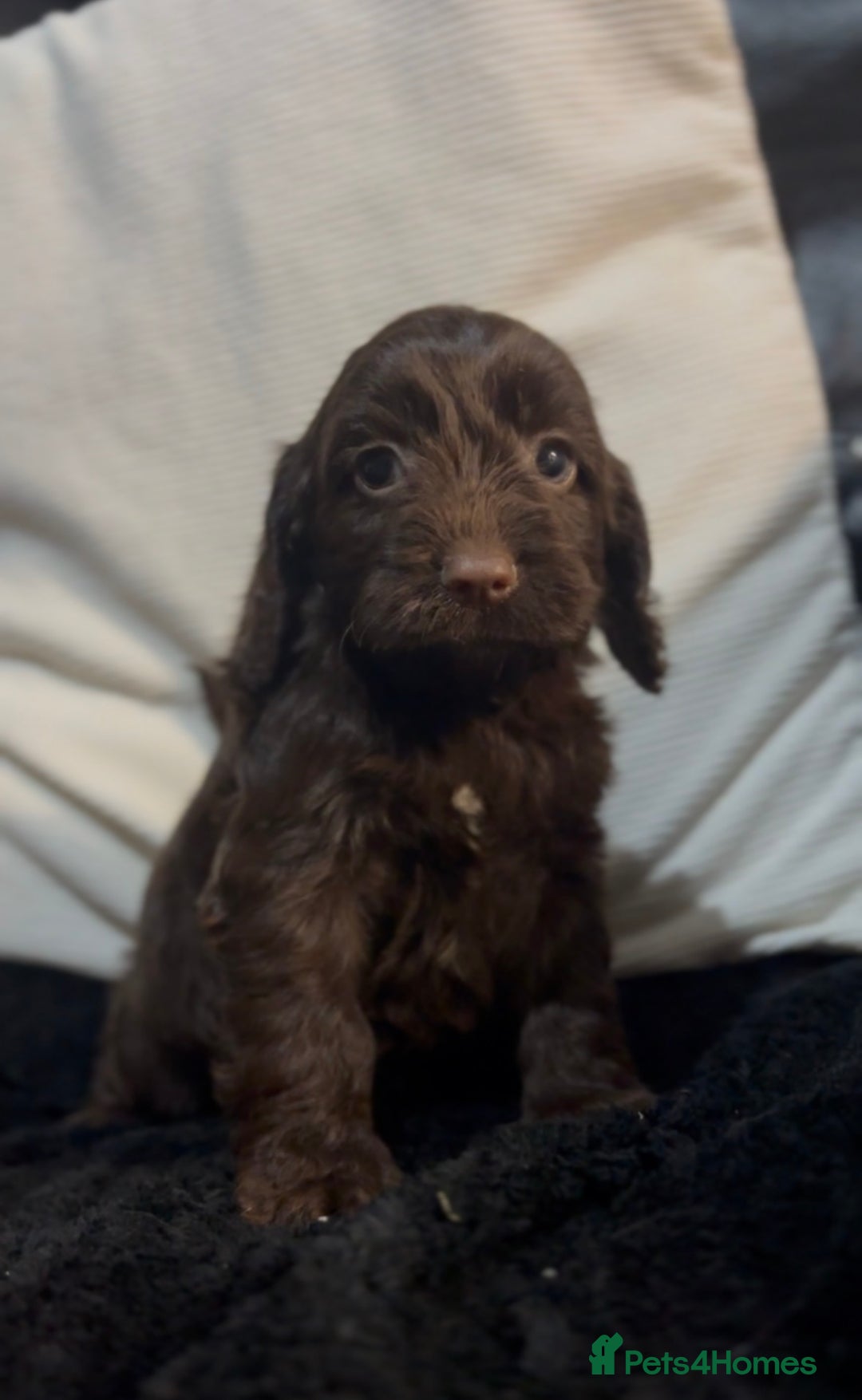 Cockapoo dogs for sale: Adorable F1B Cockapoos❤️💙 🐾 - Advert 9