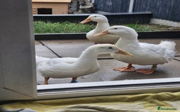 Ducks poultry for sale: 2x male cherry valley 1x female valley - Image 3