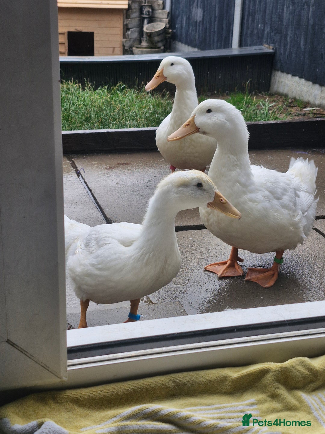 Ducks poultry for sale: 2x male cherry valley 1x female valley - Image 3