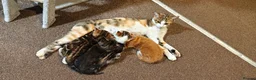 Mixed Breed cats for sale: Fluffy gray and ginger girl - Advert 7