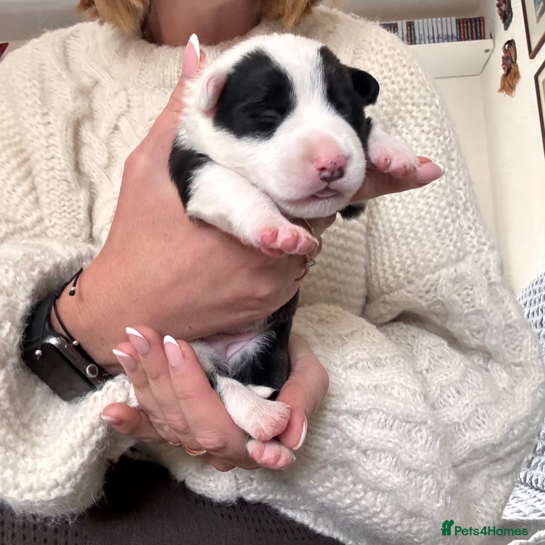 Border Collie dogs for sale: Border collie puppies - Advert 3