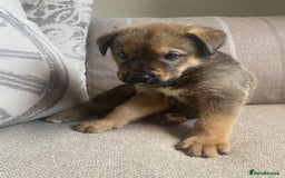 Mixed Breed dogs for sale: Cane corso X Alaskan malamute surprise litter  - Image 21