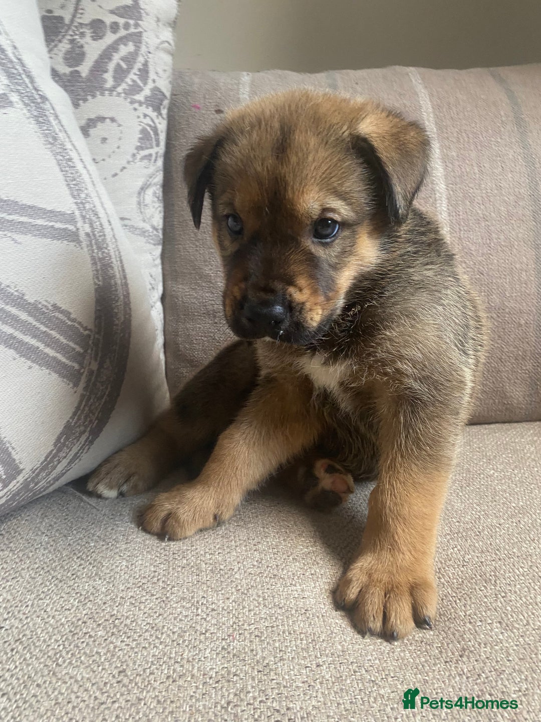 Mixed Breed dogs for sale: Cane corso X Alaskan malamute surprise litter  - Image 21