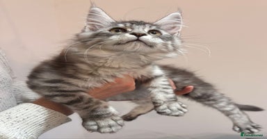 Maine Coon cats - Advert 7