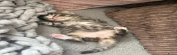 Mixed Breed cats for sale: **BEAUTIFUL FEMALE KITTEN** - Advert 6