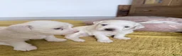 Bichon Frise dogs for sale: Puppies  in Norwich - Advert 2