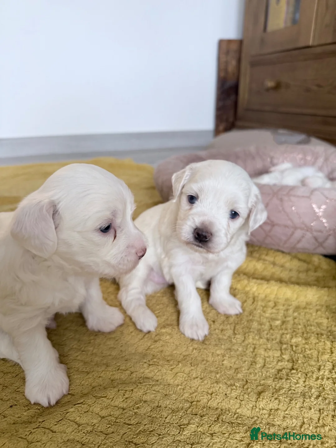 Bichon Frise dogs for sale: Puppies  in Norwich - Advert 2