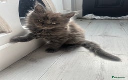 Maine Coon cats for sale: Maincoon kittens  - Image 2
