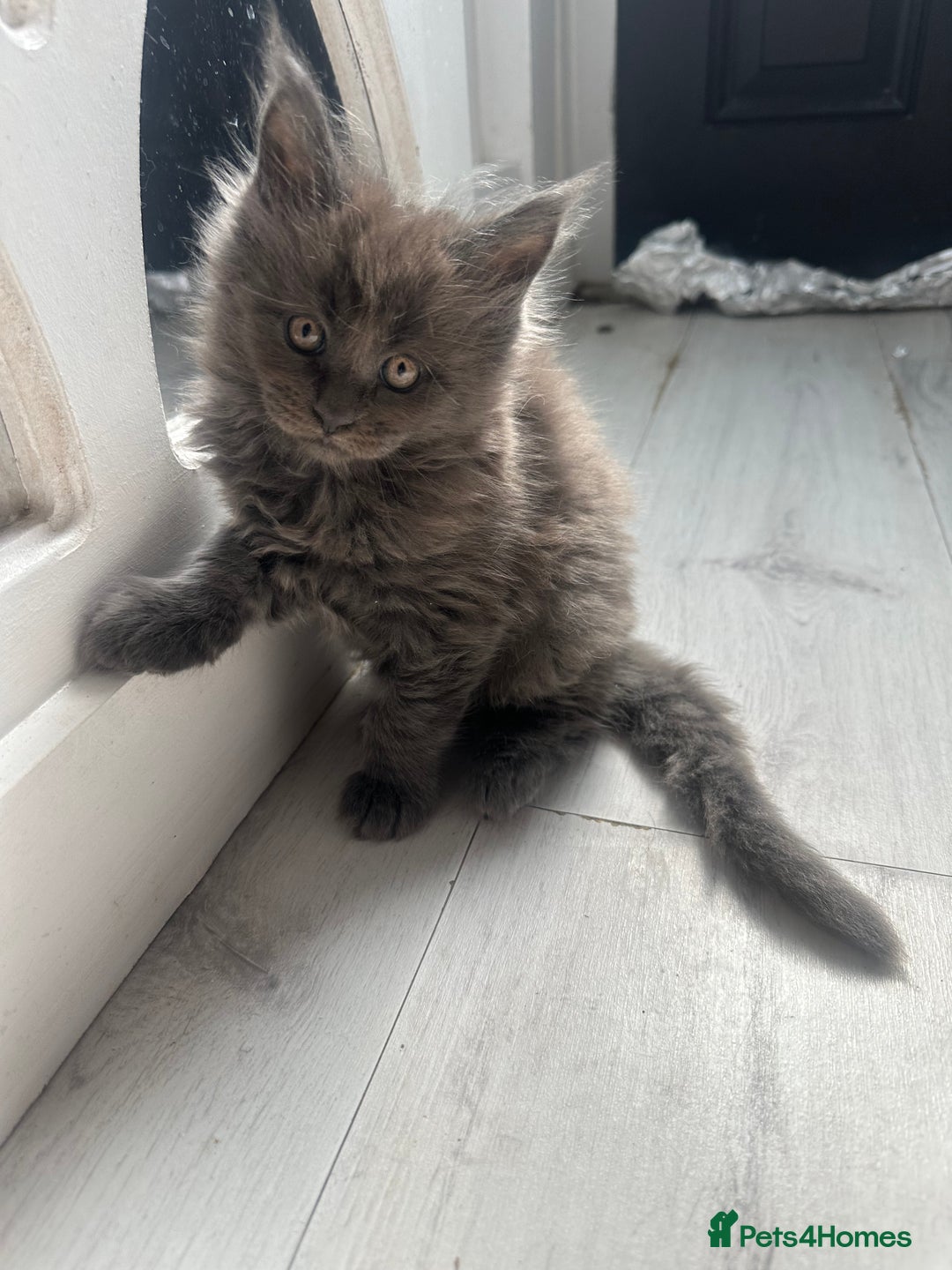 Maine Coon cats for sale: Maincoon kittens  - Image 2
