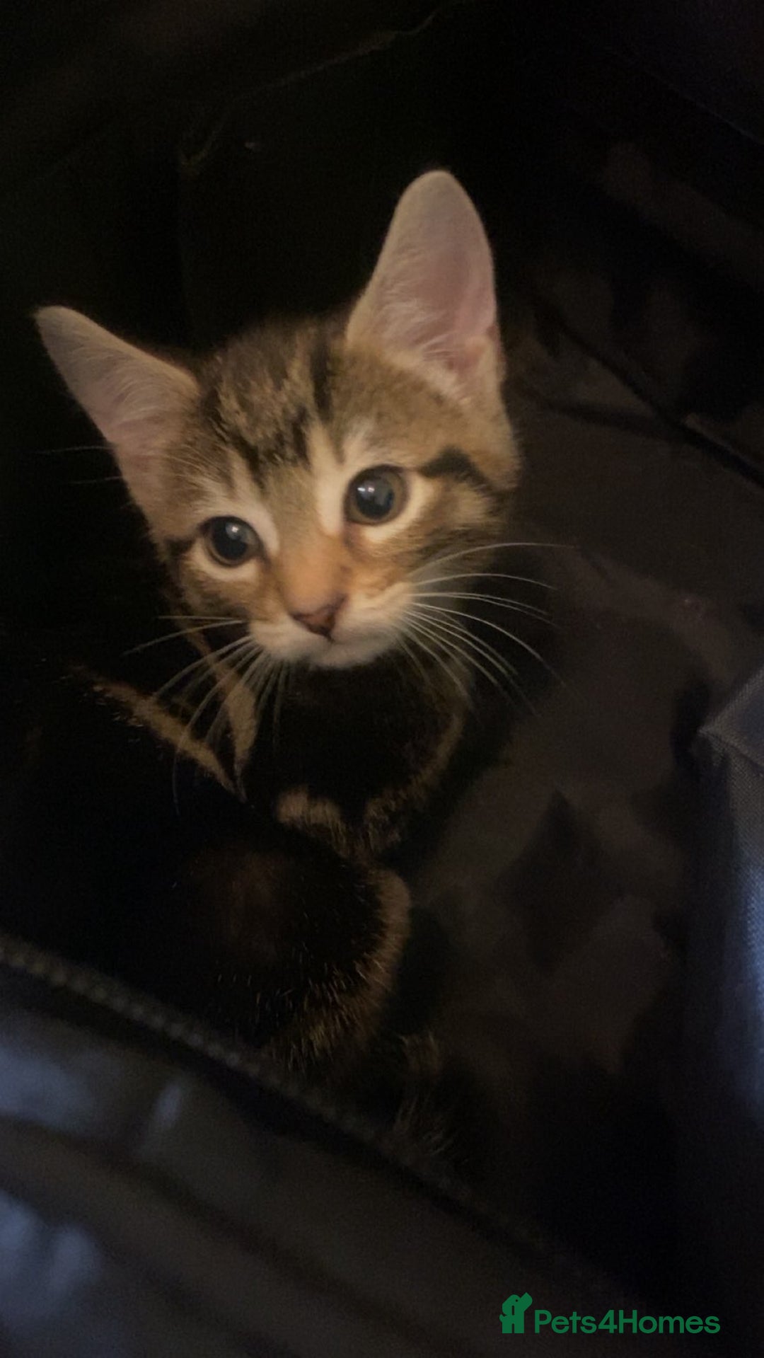 Mixed Breed cats for sale: Beautiful tabby and black and white kittens ready  - Advert 3