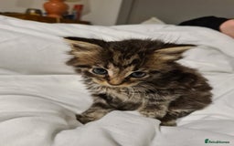 Mixed Breed cats for sale: Beautiful mixed kittens - Advert 5