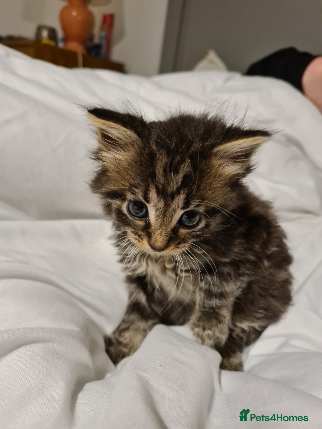 Mixed Breed cats for sale: Beautiful mixed kittens - Advert 5