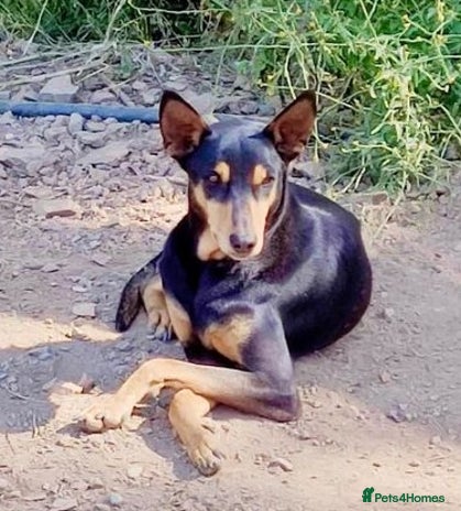 Mixed Breed dogs Handsome, affectionate Biscotti-Bexhill, E. Sussex - Advert 6