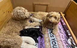 Goldendoodle dogs for sale: Golden doodle F1B stunning puppies  - Image 22