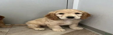 Cavapoo 1