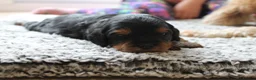 Cavapoo dogs for sale: Beautiful F1B Toy Cavapoo Puppies - Advert 29