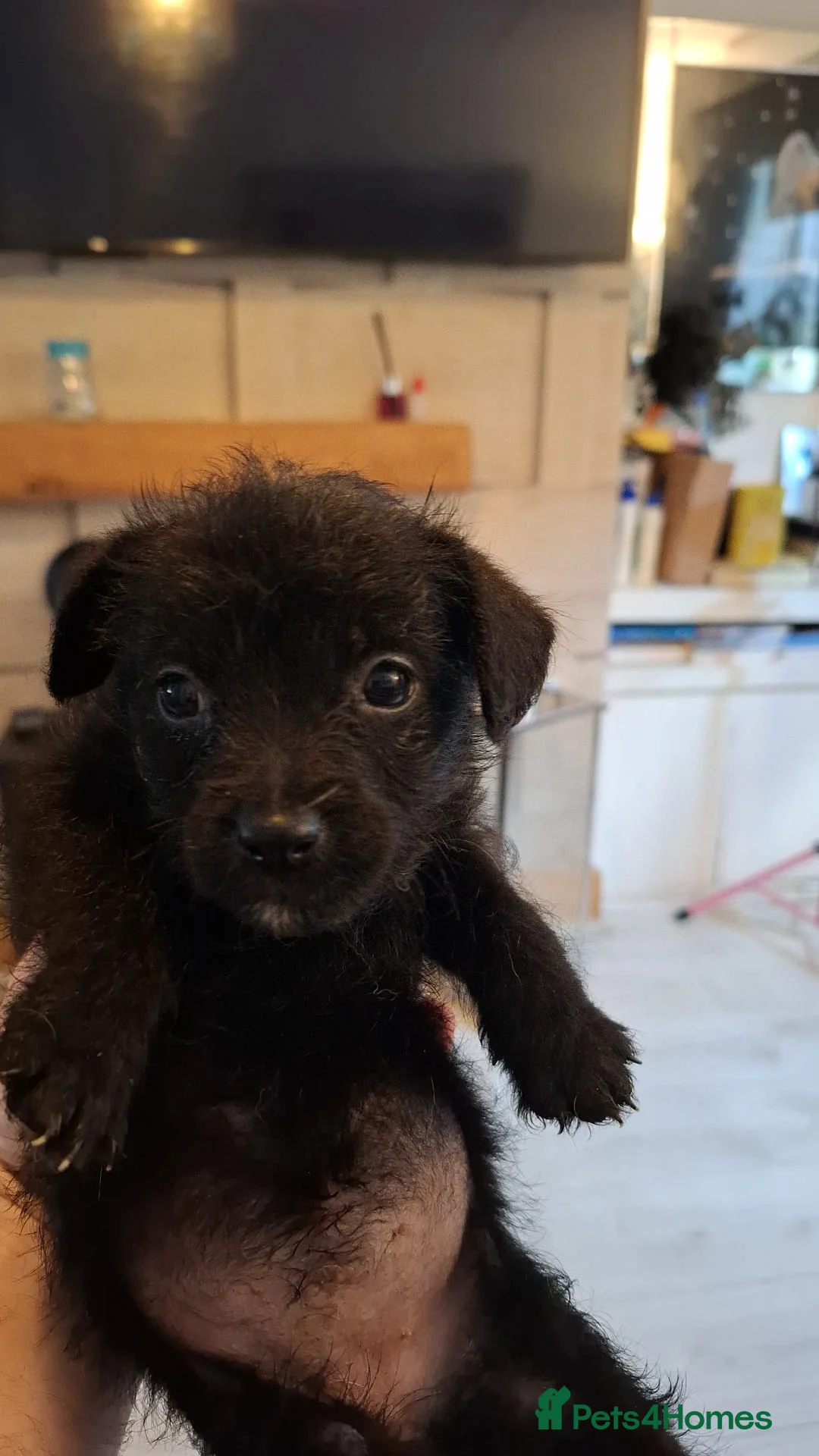 Mixed Breed dogs for sale: Beautiful healthy chiapoo's in Newcastle upon Tyne - Advert 11