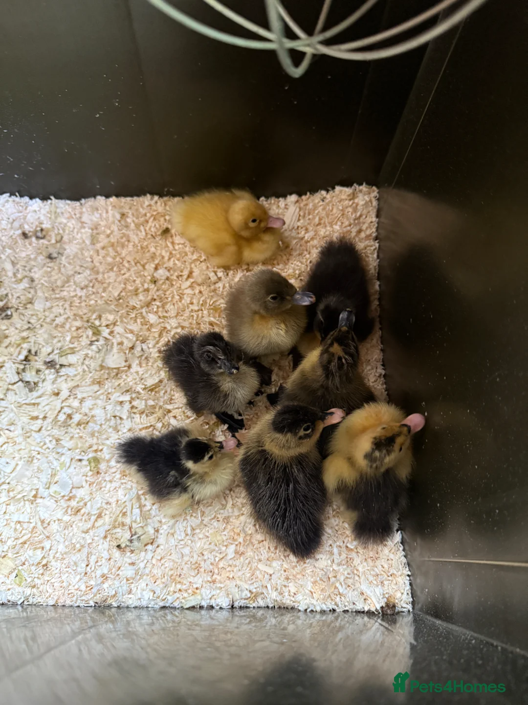 Ducks poultry for sale: Just hatched runner ducklings in Marlow - Advert 6