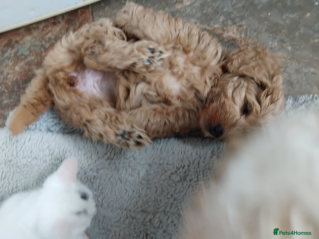 Cockapoo dogs for sale: Cockapoo female puppy  - Image 15