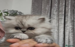 Persian cats for sale: Beautiful Grey Tortie Persian Kitten  - Image 11