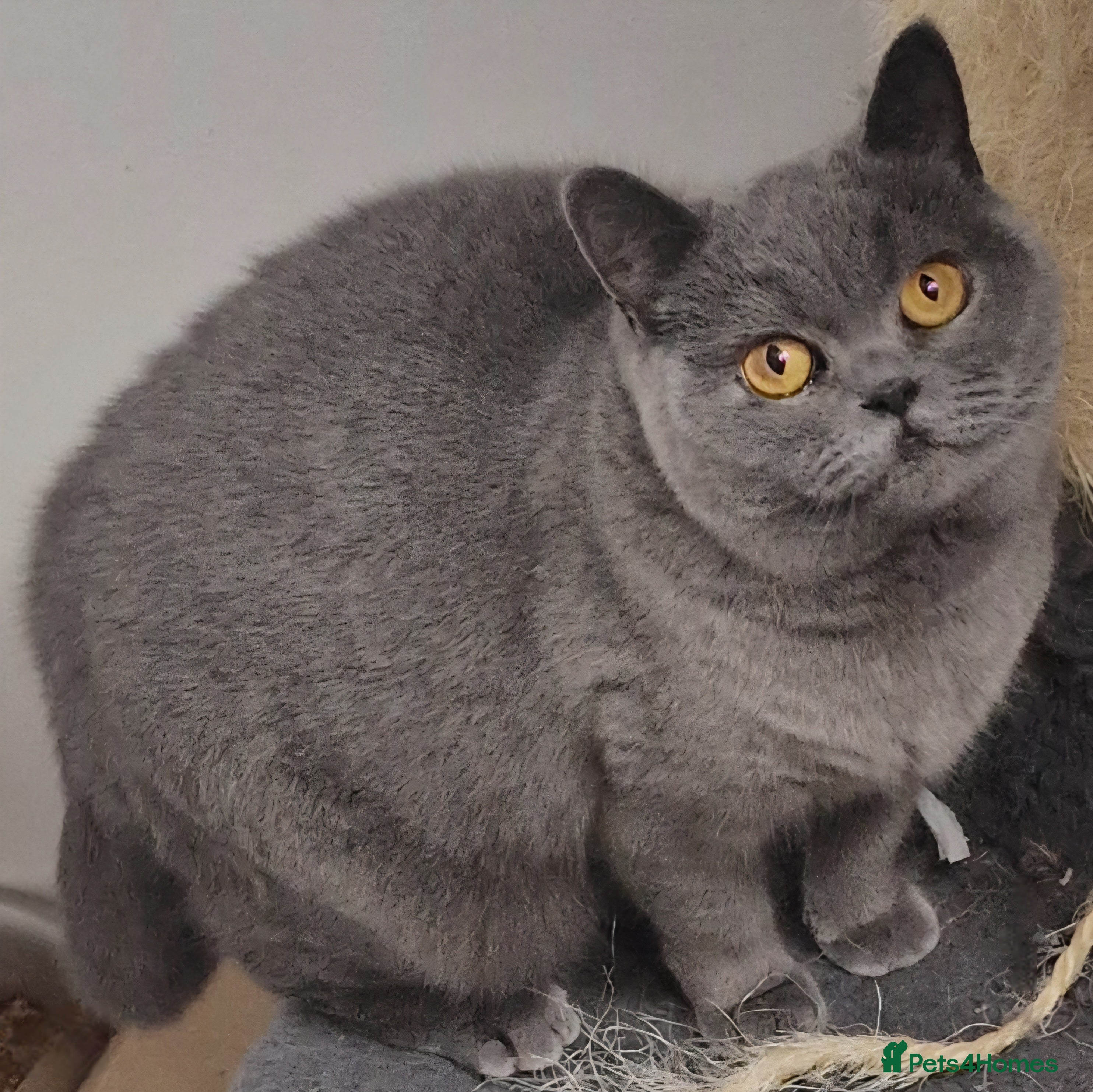 British Shorthair cats Gorgeous British Shorthaired Blue girl. - Advert 2