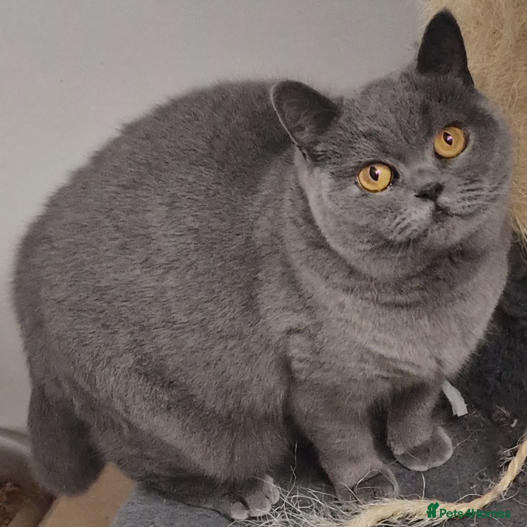 British Shorthair cats for sale: Gorgeous British Shorthaired Blue girl. - Advert 1