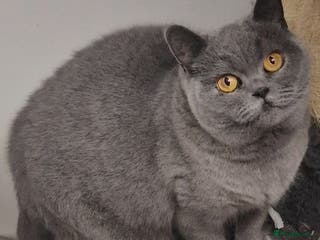British Shorthair cats Gorgeous British Shorthaired Blue girl. - Advert 6