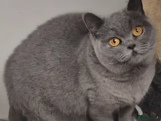 British Shorthair cats Gorgeous British Shorthaired Blue girl. - Advert 11
