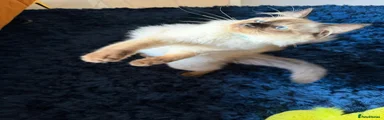 Kitten 1